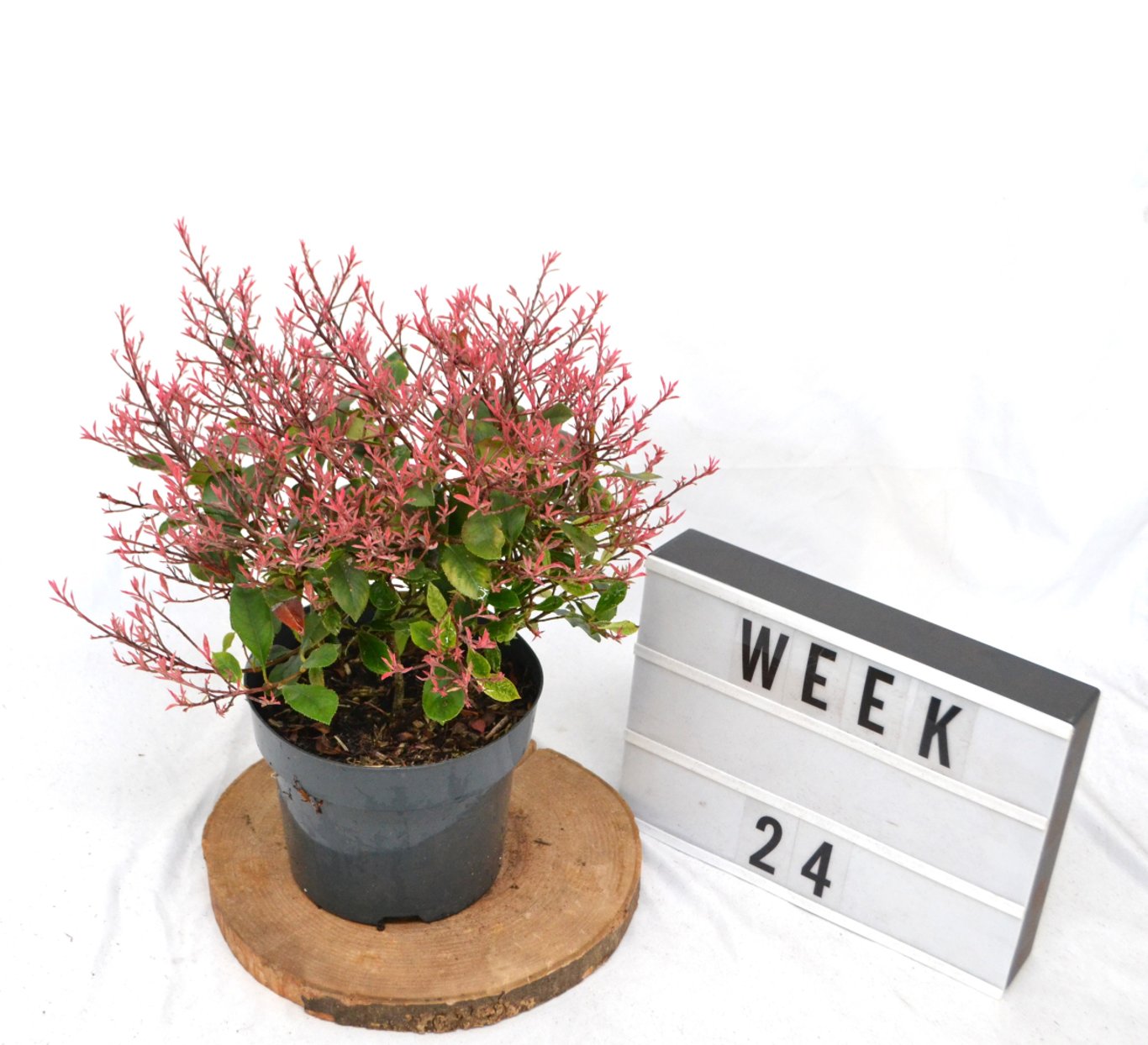 Photinia fraseri 'Little Fenna' - C3 20-40 CM